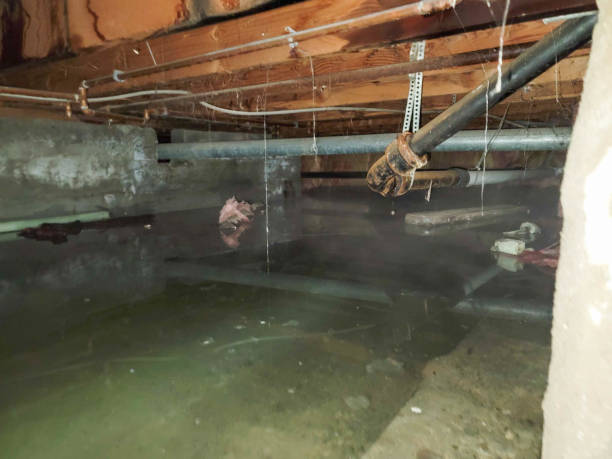Best Flood restoration services  in Newport, TN